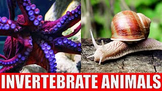 Invertebrate Animals  Learn Names and Sounds of Invertebrate Animals for Children [upl. by Yddub]