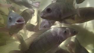 Aquaponics Tilapia in the Fish Tank [upl. by Atalaya]