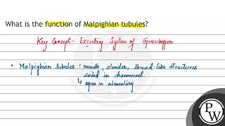 What is the function of Malpighian tubules [upl. by Thursby]