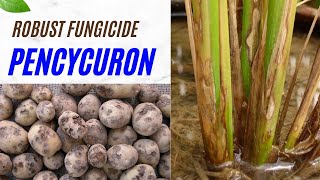 Pencycuron Fungicide Effective SoilBorne Disease Control for Potatoes Rice amp More fungicide [upl. by Nyrtak]