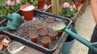 Hybridising Pelargoniums and Seed Sowing [upl. by Tigirb50]