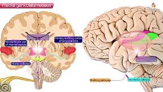 Medial geniculate nucleus of Thalamus  Neuroanatomy [upl. by Zel]