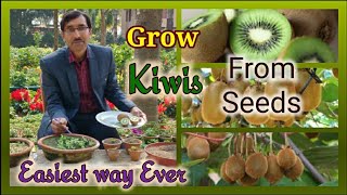 How to grow Kiwi Plants from fresh fruit Seeds  A totally New Method  Days 075 [upl. by Ambrosio]