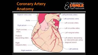 Coronary Artery Anatomy [upl. by Andryc82]