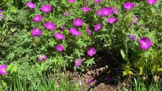 Hardy Geranium Plant Profile [upl. by Anij72]