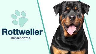 Rottweiler im Rasseportrait  Perfekt als Diensthund [upl. by Valente]