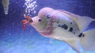 Flowerhorn eating crawfish HD [upl. by Amorete]