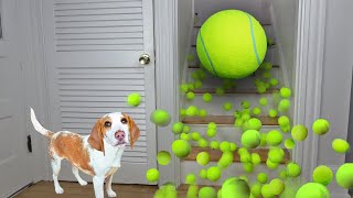 Puppy Gets Giant Tennis Ball Surprise Cute Puppy Dog Indie Gets Epic Ball Pit wTennis Balls [upl. by Anitap693]