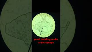 yeast budding under a microscope shorts microscope science [upl. by Naasah]