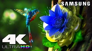 4K ULtra HD  SAMSUNG UHD Demo׃ LED TV [upl. by Hsejar481]