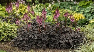 Astilbe Dark Side of the Moon  Walters Gardens [upl. by Glenn]