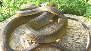 Weekly Newsflash 3 Olive Sand Snake Psammophis mossambicus [upl. by Laural]