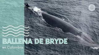 Una Ballena de Bryde registrada en Colombia  Cabo Marzo  Chocó  Expedición Pelágica 2024 [upl. by Sneed]