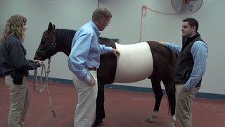 Equine Veterinarians Examine Benefits of Abdominal Bandages [upl. by Nehepts]