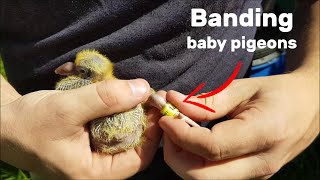 How to Band Pigeons [upl. by Jerrol]