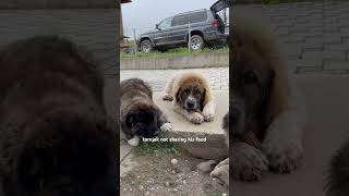 Tornjak not sharing his food with Caucasian Shepherd caucasianshepherd dog ovcharka tornjak [upl. by Sigfrid]