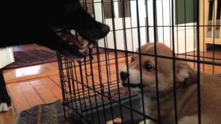 Adorable Corgi puppy growling at dog [upl. by Ardnayek]