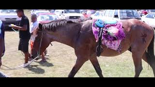 Highlights Ba Horse Race  held 23rd August 2020 [upl. by Yarw]