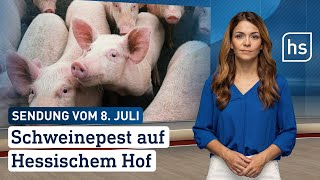 Schweinepest auf hessischem Hof  hessenschau vom 08072024 [upl. by Nnaarual424]