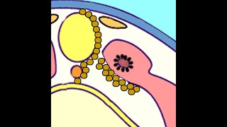 Embryology Somitogenesis Turning Paraxial Mesoderm into Dermatome Myotome and Sclerotome [upl. by Grier]