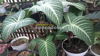 Harga Keladi Zebra 2021  Xanthosoma Lindenii  Caladium Lindenii Plant [upl. by Rachaba822]