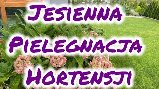 Jesienna pielęgnacja hortensji ogrodowej [upl. by Novia]