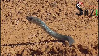 Olive Sand Snake Psammophis mossambicus encounter in wild Africa [upl. by Vod]