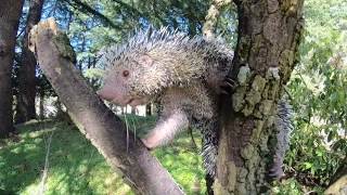 PrehensileTailed Porcupine Bebeto Cronch Snacks [upl. by Augustin]