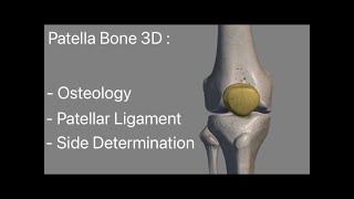 Patella Bone anatomy 3d model animation Side Determination patellar ligament  Attachments [upl. by Einotna516]