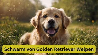 Schwarm von Golden Retriever Welpen [upl. by Nhguavoj547]