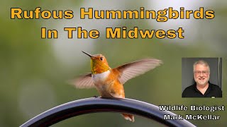 Rufous Hummingbirds in the Midwest [upl. by Eicrad661]