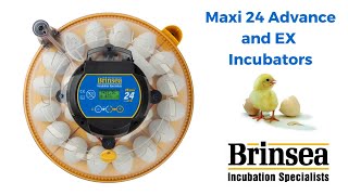 Brinseas NEW Maxi 24 Egg Incubators ideal for incubating a wide range of eggs including parrots [upl. by Etnad]