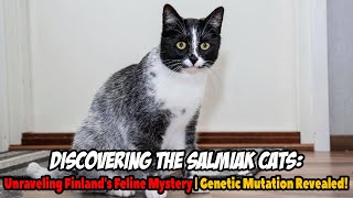 Discovering the Salmiak Cats Unraveling Finlands Feline Mystery  Genetic Mutation Revealed [upl. by Henning]