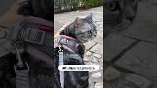 Watch This If You Want To Walk Your Cat With A Harness amp Leash 🚶‍♀️🐈 [upl. by Irita]