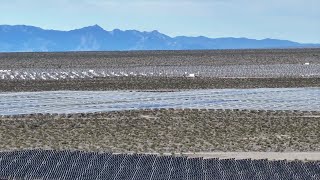 Possible policy change to open up more federal land in Nevada for solar farms [upl. by Aplihs]