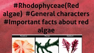 B Sc 1st year RhodophyceaeRed algae General features Important facts about red algae [upl. by Hserus948]