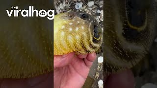 Puffer Fish Inflating in Hand  ViralHog [upl. by Tennek]