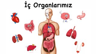 İç Organlarımız  Organlarımızın İşlevleri  Eğitici Animasyon [upl. by Columbine677]