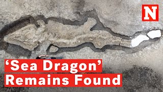 180 MillionYearOld ‘Sea Dragon’ Skeletal Remains Dug Up In ‘Unprecedented Discovery’ [upl. by Aneert28]