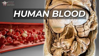 How Your Body Makes Blood [upl. by Assiluy]