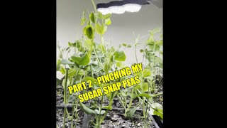 PART 2 Pinching sugar snap peas [upl. by Nuahsed]