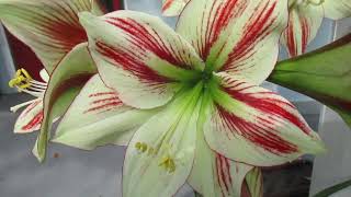 Ambiance vs Moon Scene Amaryllis Hippeastrum X Hybridum [upl. by Claretta]