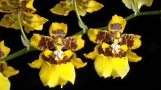 Oncidium Orchid  Identify Breed By Picture  Flower Oncidium Orchid [upl. by Siloum]