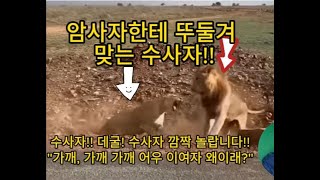 Ep204 암사자한테 뚜둘겨 맞는 수사자 낮잠 자다가 잡혀먹힌 쟈칼 a female lion beats a male lion [upl. by Eirased]