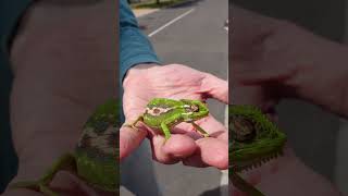 Cape Town has Cool Chameleons chameleon capetown wildlife [upl. by Aryamoy]