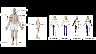 Definition of terms of Laterality in Anatomy Unilateral Bilateral Ipsilateral Contralateral [upl. by Banks]