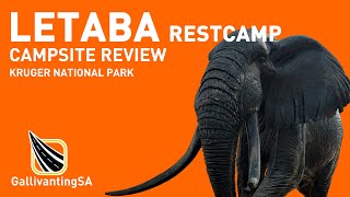 A review on Letaba Restcamp in the Kruger National Park  October 2023 [upl. by Avevoneg]