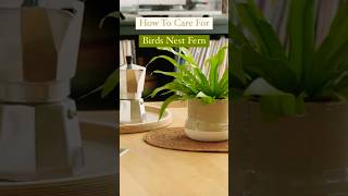 How To Care For Bird Nest Fern🪴 howto caretips tips plants plantcare birdnest indoorplants [upl. by Andrus905]