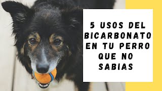 5 Usos del bicarbonato de sodio en tu perro que NO Sabías [upl. by Auria]