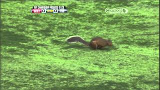 Womens Professional Soccer Squirrel on Field [upl. by Leeth]